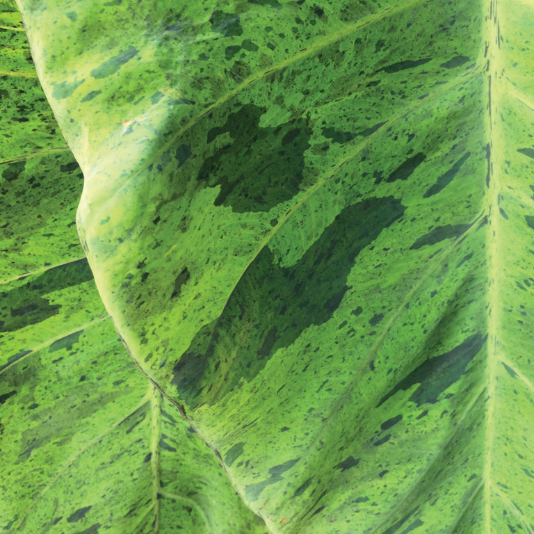 green is the color of nature itself